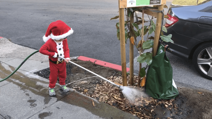 Rental property maintenance - watering tree